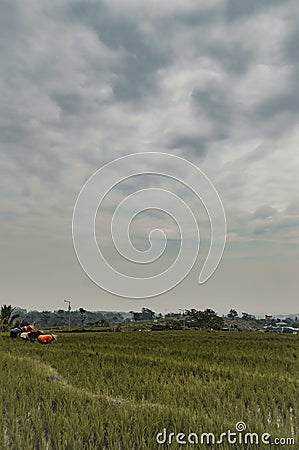 Indonesian Rice Farmer Stock Photo