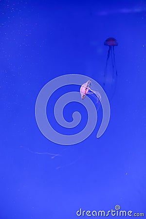 Indonesian Sea nettle or Chrysaora fuscescens Stock Photo