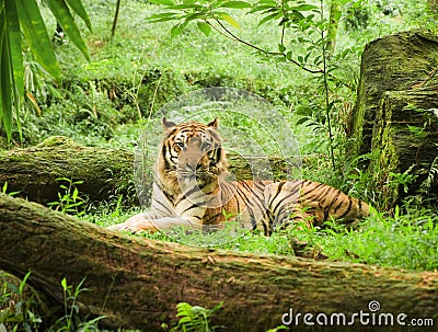 Indonesian tiger Stock Photo