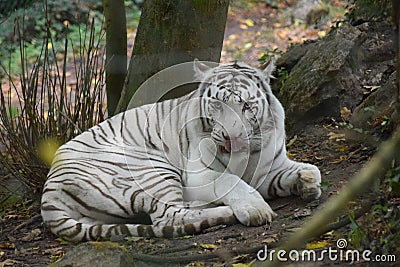 Indonesian white tiger chill in her enclosure Stock Photo