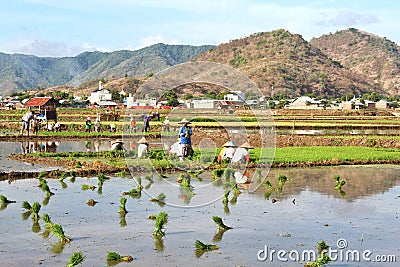 Indonesian women farmers working and collecting paddy seeds in the mud during the process of planting paddy rice in the field Editorial Stock Photo