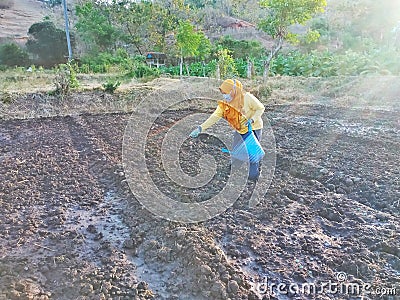 Indonesian Women Spreading and Throwing Red Onion Seeds During the Process of Planting Red Onion at the Field in the Morning Editorial Stock Photo