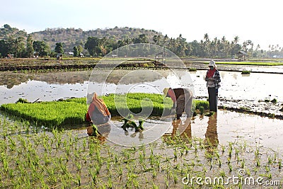 Indonesian women working and bending in the mud during the process of planting paddy rice in the field Editorial Stock Photo