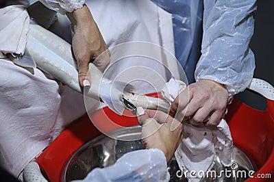 At an indoor fishery: female workers hands extracting sturgeon caviar from adult fish with extractors Stock Photo