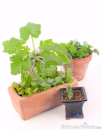 Indoor gardening Stock Photo