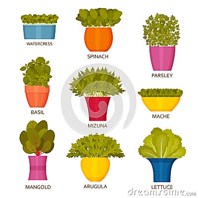 Indoor gardening icons with lettuce Vector Illustration