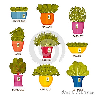 Indoor gardening icons with lettuce Vector Illustration
