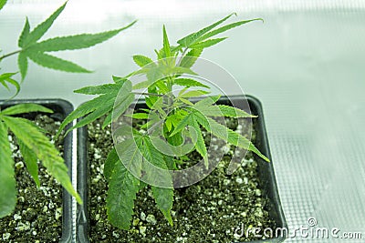 Indoor Gorilla Grow Stock Photo