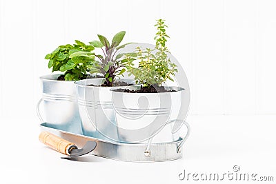 Indoor Herb Garden Stock Photo