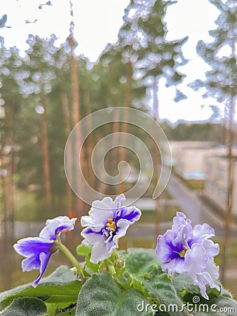 indoor homemade violet of the mini variety on the windowsill Stock Photo