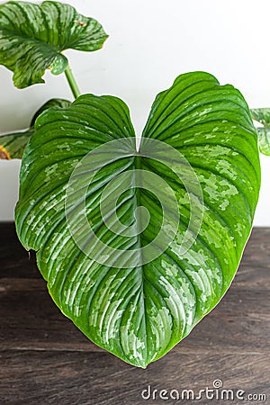 Indoor house plants philodendron mamei leaf Stock Photo