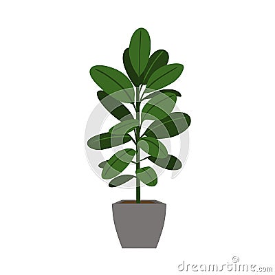 Indoor houseplant rubber tree isolated vector Vector Illustration