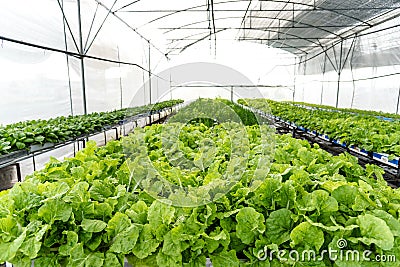 Indoor Hydroponic cultivation organic vegetable farm and Green and healthy vegetable salad farm Stock Photo