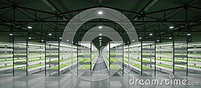 Indoor hydroponic vegetable plant factory in exhibition space warehouse. Interior of the farm hydroponics. Vegetables farm in Stock Photo