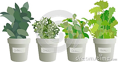 Indoor micro green herb growing in pots Stock Photo