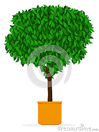 Indoor/outdoor tree - Ficus in pot Vector Illustration