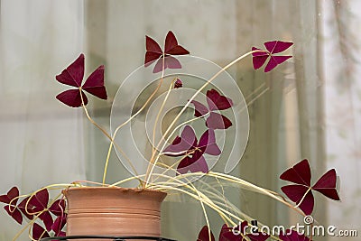 Indoor plant with butterflies leaves. Violet oxalis in clay pot on window. Selective focus Stock Photo