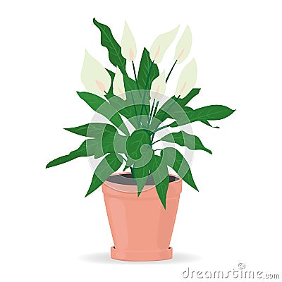 Indoor plant for the house spathiphyllum. Isolated on white background. Colored flat vector. Vector Illustration