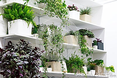 Indoor plants in the interior, hobbies, many different home flowers in the room on a shelf against the background of a white wall Stock Photo