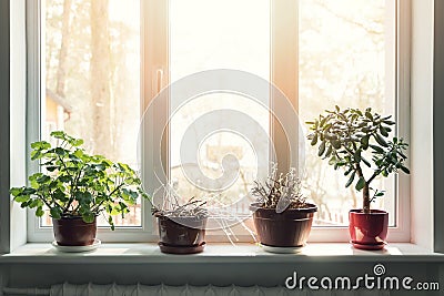 Indoor plants in pots on sunny window sill Stock Photo