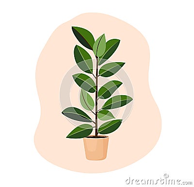 Indoor tree plant ficus rubber in a pot for home, office, premises decor. Illustration isolated on white background Vector Illustration