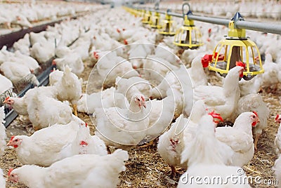 Indoors chicken farm, chicken feeding, farm for growing broiler chickens Stock Photo