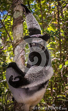 Indri, the largest lemur of Madagascar Stock Photo