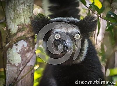 Indri, the largest lemur of Madagascar Stock Photo