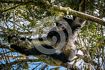 Indri Lemur hanging in tree canopy looking at us Stock Photo