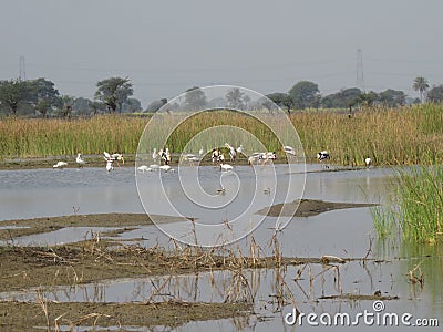 Lake Symphony: Panoramic View of Water Birds and Graceful Grasslands Stock Photo