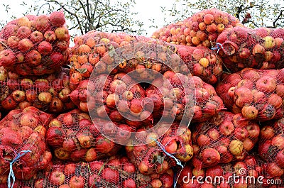 Industrial apple for apple juice Stock Photo