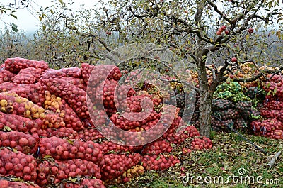 Industrial apple for apple juice Stock Photo