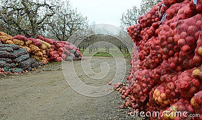 Industrial apple for apple juice Stock Photo