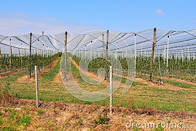 Industrial apple orchard, apple garden on a sunny summer day Stock Photo