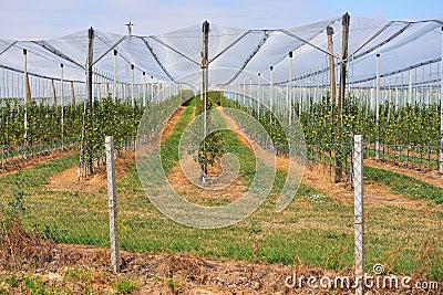 Industrial apple orchard, apple garden on a sunny summer day Stock Photo