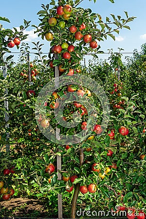 Industrial apple orchard. The apple tree is tied up on a trellis with ripe fruits close up Stock Photo