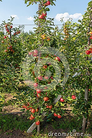 Industrial apple orchard. The apple tree is tied up on a trellis with ripe fruits close up Stock Photo