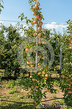 Industrial apple orchard. The apple tree is tied up on a trellis with ripe fruits close up Stock Photo