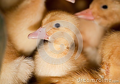 Little yellow ducklings in a cage at the poultry farm. Stock Photo