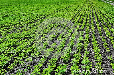 Industrial cultivation of soy in the field Stock Photo