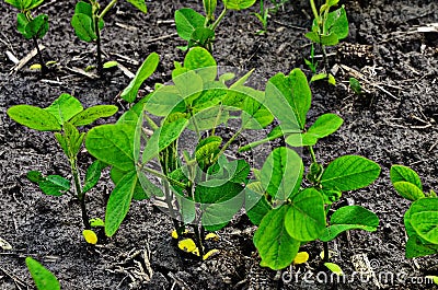 Industrial cultivation of soy in the field Stock Photo