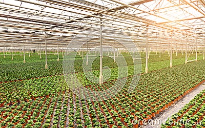 Industrial greenhouse cultivation Stock Photo