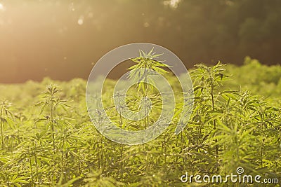 Industrial hemp plantation Stock Photo