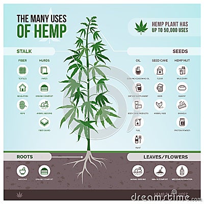 Industrial hemp uses and products Vector Illustration