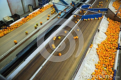 Industrial production sorting line of citrus fruits in packing plant Stock Photo
