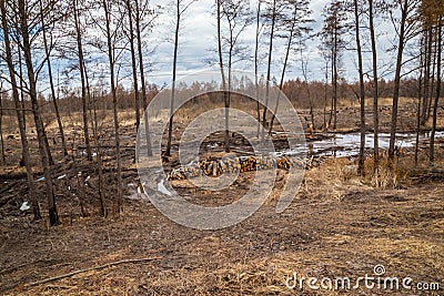 Industrial planned deforestation in spring, fresh alder lies on the ground among the stumps Stock Photo