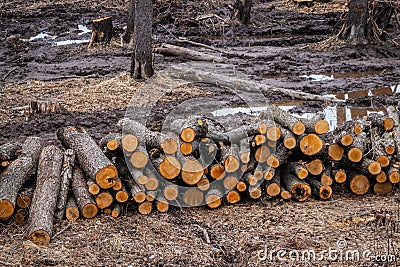 Industrial planned deforestation in spring, fresh alder lies on the ground among the stumps Stock Photo