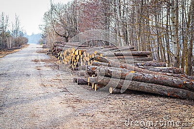 Industrial planned deforestation in spring fresh green alder lies on the ground along the highway Stock Photo