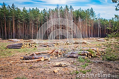 Industrial planned deforestation in spring, fresh green pine lies on the ground amid stumps Stock Photo