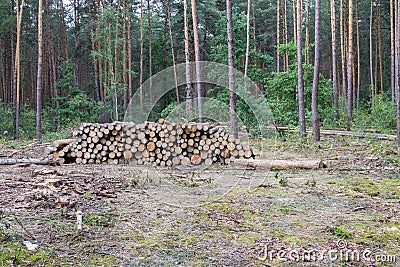 Industrial planned deforestation in spring, fresh green pine lies on the ground amid stumps Stock Photo